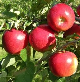 Crimson Crisp apples