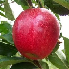 Crimson Gala apples