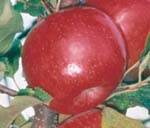 Banning Red Fuji apples