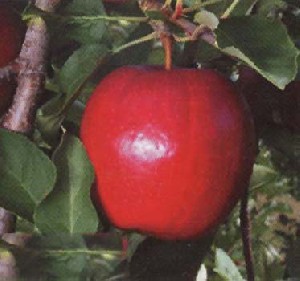 Gale Gala apples