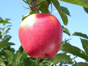 Initial apples
