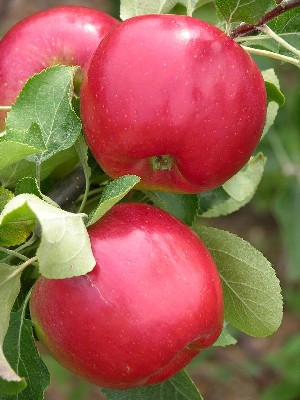 Redfree apples